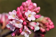 KALINA BODNANTSKA "DAWN" Viburnum x bodnantense - sadzonka