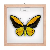 Motyl w gablotce Ornithoptera croesus toeantei