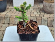 Abies procera 'Stephanii' - !!!!