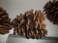 DUŻA SZYSZKA 8-10CM Z Sosna Jeffreya