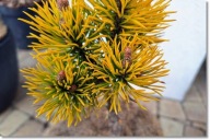 Pinus mugo 'Helmers Gold' - Promocja !!! !!! !!!