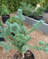 NA BONSAI Sosna drobnokwiatowa 'Ooh La La' Pinus parviflora