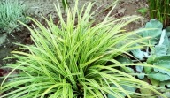 Turzyca Morrowa - Carex morrowii p9