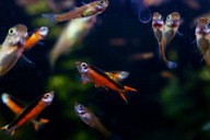 Piękne Gupiki Endlera Santa Maria Bleeding Heart "Neonkowe" 10 szt