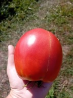 Pomidor Lucille Tillson duże serca USA nasiona kolekcjonerskie