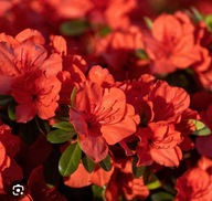 AZALIA JAPOŃSKA GEISHA ORANGE POMARAŃCZOWA