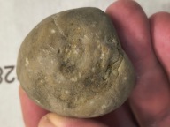 Skamieliny minerały koralowce