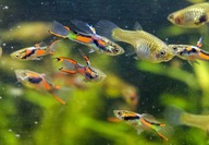 Najłatwiejsze w hodowli rybki akwariowe dla początkujących 10 szt