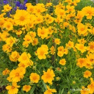 Nachyłek wielkokwiatowy - 500 nasion