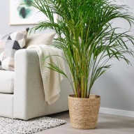 IKEA DJUNGELGURKA OSŁONKA DONICZKI TRAWA MORSKA