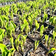 Funkia Hosta 'Queen Josephine' W DONICZCE, trzyletnia, wiele sadzonek