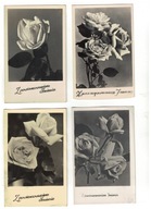 DR50-Życz.Urodzin.-RÓŻE1960-70