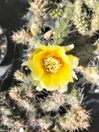 Mrozoodporna opuncja fragilis ŻLUTY KVET wytwarza dużo segmentów potomnych