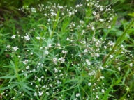 Gipsówka wiechowata bylina łyszczec biała na bukiety drobne kwiaty sadzonka