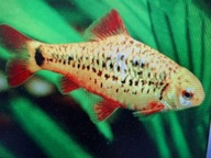 Brzanka brokatowa ( Barbus schuberti)