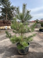 SOSNA CZARNA 'PINUS NIGRA' wys.ok 180-200CM POJ65L