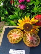 Pomidor Blue Kazachstan stara odmian z Niemiec nasiona kolekcjonerskie