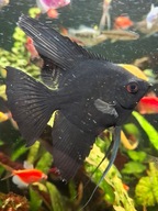 Skalar czarny ( pterophyllum scalare)