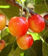 Czereśnia VEGA – duże owoce, bardzo smaczna, wczesna odmiana