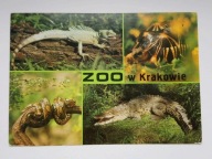 ZOO w Krakowie - bazyliszek, żółw, pyton, krokodyl - pocztówka z 1986