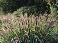 Rozplenica japońska VIRIDESCENS- duże sadzonki 2l