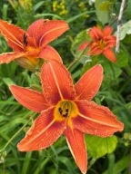 liliowiec rdzawy sadzonka w pojemniku 15 cm wieloletnia na kwiaty ciete