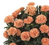 Dianthus caryophyllus Goździk Sunflor Luigi