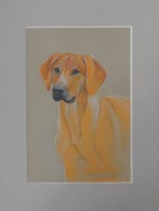 pies portret psa Rhodesian Ridgeback akwarela na papierze