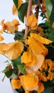 Bugenwilla sanderiana 4