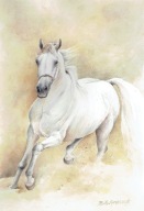 Koń arabski na pustyni - akwarela z passe - partout