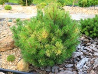 NOWA VARIEGATA Sosna górska, KOSODRZEWINA 'Goldpix' Pinus mugo