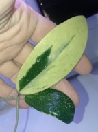 Hoya Hoja VERTICILLATA ALBOMARGINATA cięta