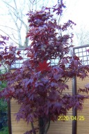 klon czerwony Szi szczepiony japoński palmowy inny