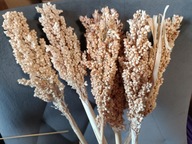 Sorgo naturalne susz boho krajowy sorgo 5szt