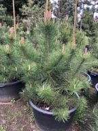 SOSNA CZARNA 'PINUS NIGRA' 100CM wys Donica 65L !!
