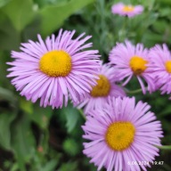 Przymiotno Ogrodowe - różowe - 40 nasion