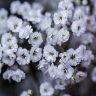 GIPSÓWKA WHITE biała wiechowata Rośliny Ogród DONICZKA