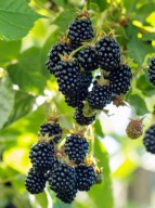 Jeżyna 'Black Satin' c2 20cm