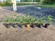 jodła kaukaska 35cm