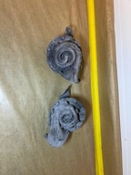 Cadillac Deville Fleetwood Eldorado Sewilla 70 1980 1990 Horn klakson #676