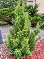 Cyprysik złoty jak tuja żółty cyprys lawsona Ivonne w doniczce P9 15-25cm