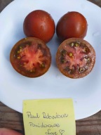 Pomidor Paul Robeson czekoladowa piękność z Rosji nasiona kolekcjonerskie