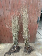 Grab pospolity 160 cm 180 cm Pakiet 5 sztuk.