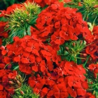 Gozdzik Brodaty Scarlet Beauty Sadzonka P9