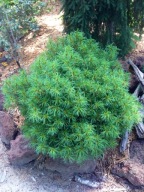 KRĘCONE LOKI, UNIKAT Sosna wejmutka 'Mini Twists' Pinus strobus