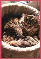 Kot kotek koty rasa harce kot w życiu człowieka pocztówka