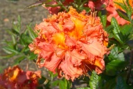 Azalia wielkokwiatowa ,,MARS" NOWOŚĆ 2025 POLSKA odmiana