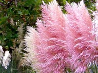 __Cortaderia Rosea Trawa Pampasowa Różowa Królowa Ogrodu Sadzonka Ozdobna_