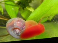 Zatoczek różowy (Planorbella sp. Pink) 10szt.