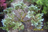 Świerk glauka bonsai jodła sosna cyprys cis inny